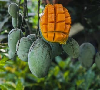 Amrapali Mango
