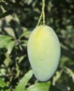 Amrapali Mango