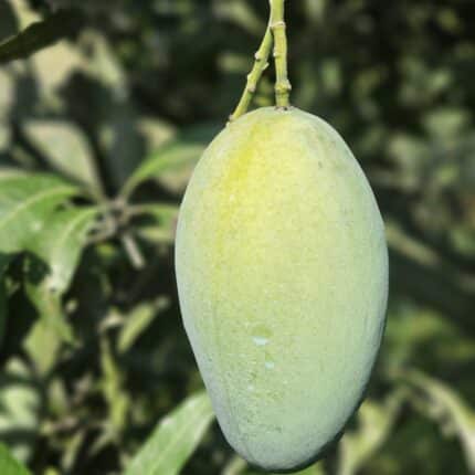 Amrapali Mango