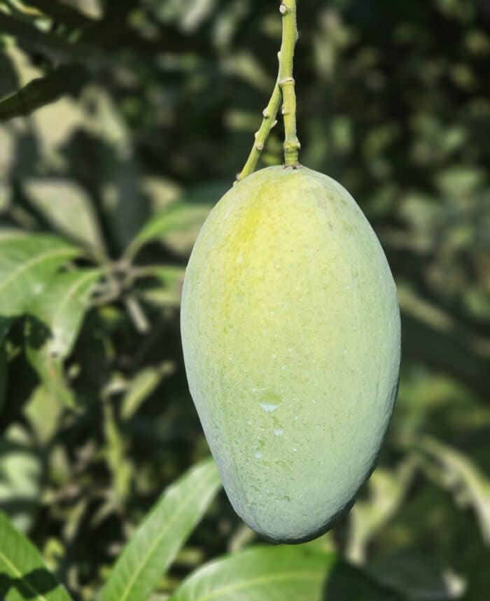 Amrapali Mango
