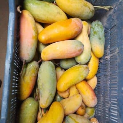 Banana Mango