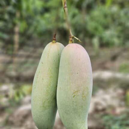 Banana Mango 25 kg Free Home Delivery